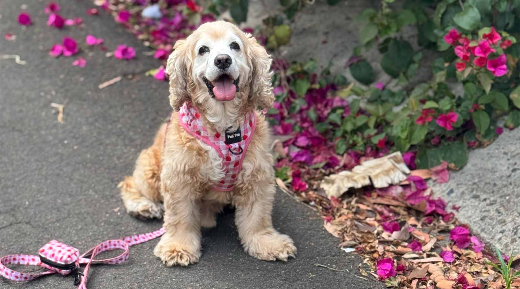 Happy cocker spaniel sitting on a path surrounded by vibrant pink flowers, wearing a charming pink Pati Pets harness and leash with a strawberry print.