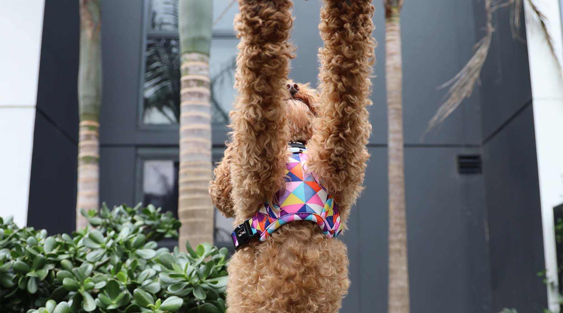 High-quality adjustable dog harnesses offer superior comfort