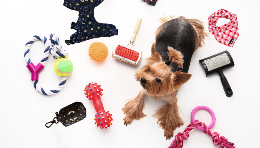 Top 10 Must-Have Dog Accessories for Every Pet Owner