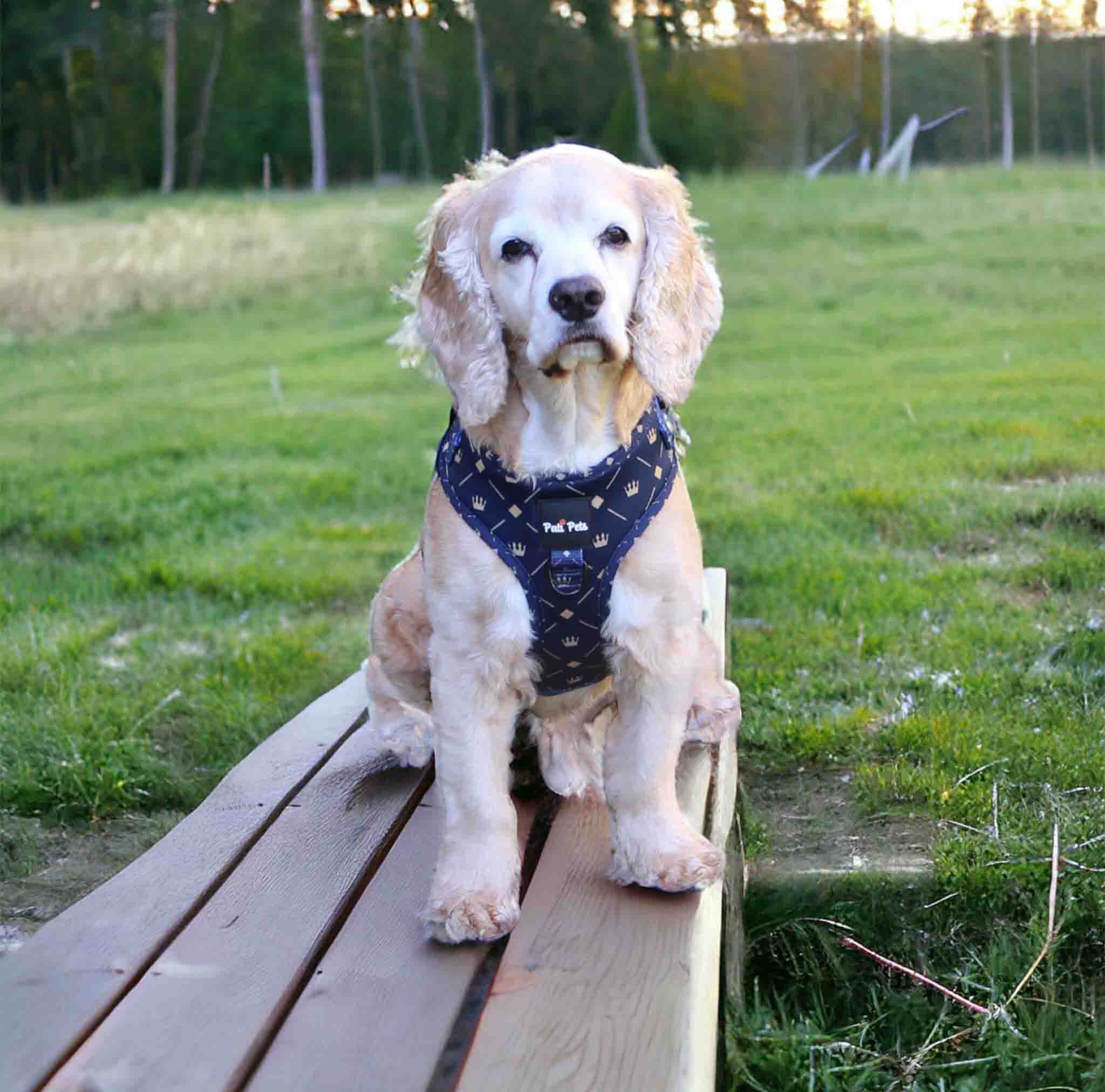 Comfortable dog harnesses for everyday use