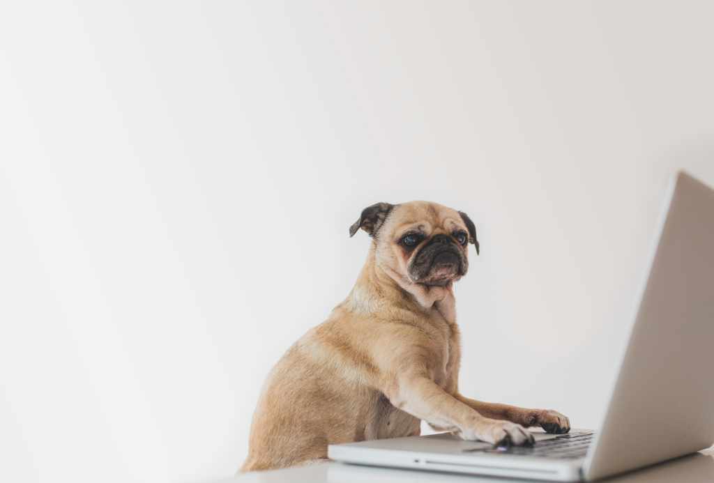 pug at laptop screen