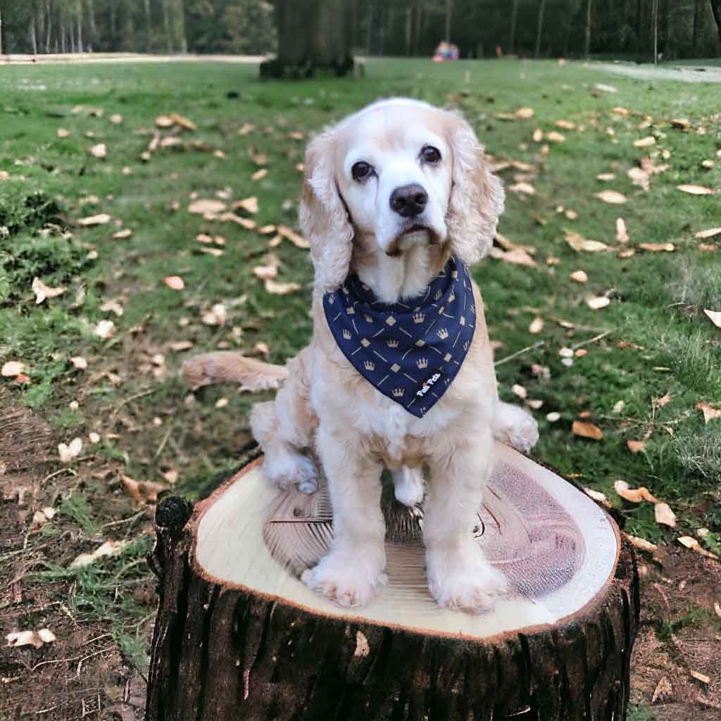 premium dog bandanas